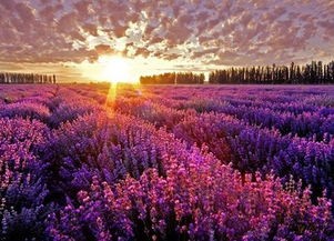 新疆伊犁 自然美景引矚目，環(huán)保挑戰(zhàn)需共擔(dān)